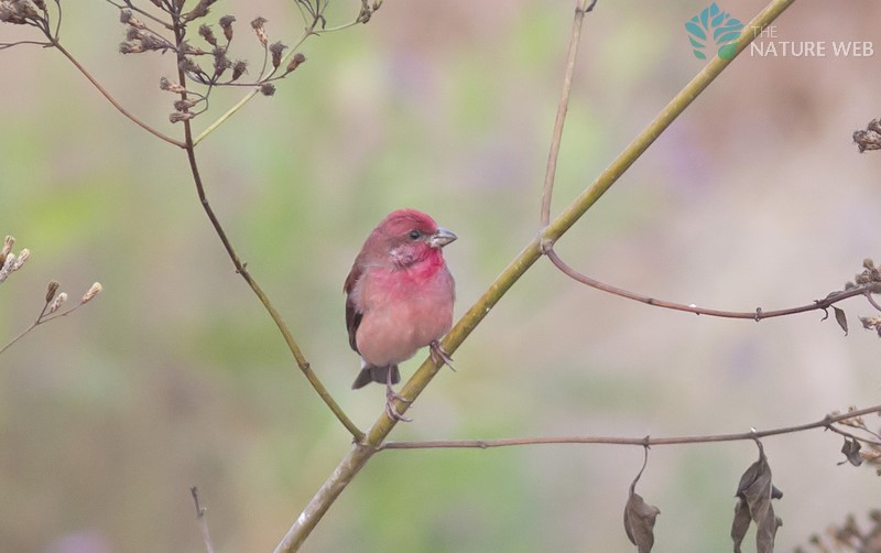 Common Rosefinch